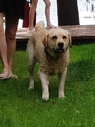A light-colored, wet dog stands on lush green grass in front of a wooden deck. The dog has a light brown coat and is facing the camera with its mouth slightly open. Behind the dog, two people are partially visible, standing on the wooden deck. One person on the left is wearing a black skirt or dress and the other person is wearing light-colored shorts or pants. The background shows a body of water and a dark tree trunk. The setting appears to be outdoors, possibly near a lake or river. This scene is located in the village of Vyltydor, Russia.