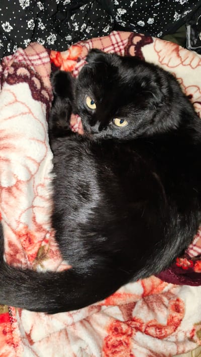 A black cat with yellow eyes is curled up on a blanket with a floral pattern in muted colors. The cat is the primary subject and is positioned in the center of the frame, its body forming a loose spiral. Its fur appears soft and shiny. The background consists of other blankets and possibly clothing, one with a black and white floral print. The lighting suggests an indoor setting, likely at night or in a dimly lit room. The cat's expression is somewhat alert, with its gaze directed towards the viewer. The scene evokes a sense of domestic comfort and relaxation. There is no visible text in the image.