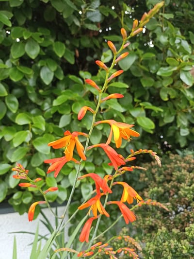 The image is a close-up, eye-level shot of vibrant orange and yellow flowers, likely Montbretia, blooming on tall green stems. The flowers are the primary subject, with several in full bloom and others in bud. Behind the flowers, a dense green hedge forms the background, with some out-of-focus bushes and a white building structure visible at the bottom left. The lighting suggests it is daytime, possibly overcast given the diffused light. The image appears to be taken outdoors in a garden setting. The provided metadata indicates the location is Annagry, Ireland. There are no people or animals present in the image. The scene is static and focuses on the natural beauty of the flowers.