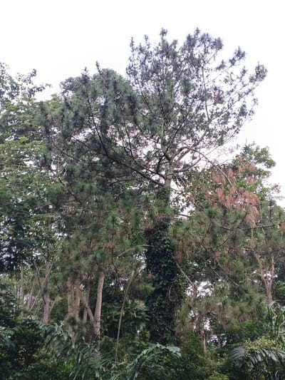 The image displays a dense wooded area located in Moe Gyoe, Myanmar. A large, mature coniferous tree with dark green, needle-like foliage dominates the central and upper portions of the frame, its branches extending against a bright, overcast sky. A prominent tree trunk in the mid-ground, positioned slightly right of center, is extensively covered with dark green climbing vines. To the left and behind the central conifer, several trees with lighter-colored trunks and various shades of green foliage are visible. Towards the upper right, some tree branches exhibit a reddish-brown coloration, suggesting dead foliage or a distinct species. The lower third of the scene consists of dense, dark green undergrowth and various smaller plants. No individuals, animals, or man-made structures are discernible within the frame.