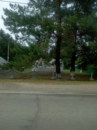 A low-angle, slightly blurred, full outdoor shot shows a chain-link fence and tall pine trees in Vasilyevka, Russia. The fence is supported by concrete posts with red stars at their bases, and the chain is attached to the posts. Behind the fence, a light-colored, rough-textured wall or monument is visible, with some darker markings on its surface. Tall, dark-barked pine trees with green needles dominate the scene, with their branches extending into the frame. A light-colored pole, possibly a utility pole, stands to the left of the trees. In the foreground, a cracked asphalt road with a white line marking is visible, suggesting the perspective is from a moving vehicle. The ground is covered with dry pine needles and some sparse grass. The sky is overcast and gray.