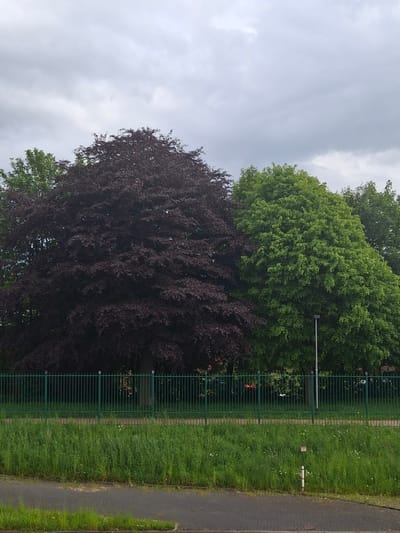 The image shows a section of land in Brunsbüttel, Germany. A green metal fence separates a grassy area from a paved sidewalk. Behind the fence are two trees, one with green leaves and another with dark purple foliage. Above them is a cloudy sky.