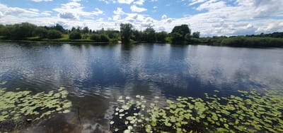 The image depicts a tranquil natural scene at the edge of the Dnipro River within the territory of the Chonkovsk Rural Council, Belarus. The foreground is dominated by the dark, rippling surface of the river, dotted with a cluster of lily pads in the lower right quadrant. The water reflects the bright, cloudy sky above. The midground showcases the opposite bank of the river, characterized by a dense line of lush green trees and bushes, with some areas appearing as grassy slopes. The background is a clear blue sky filled with scattered white, puffy clouds, suggesting a pleasant, sunny day. There are no people or man-made structures visible in the frame, emphasizing the pristine, natural state of the environment.