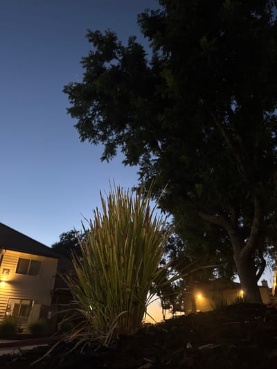 The image is a low-angle shot of a residential area at dusk, likely in Sacramento, United States. In the foreground, a clump of tall, grassy plants is illuminated by artificial light. Behind the plants, a multi-story apartment building with beige siding and dark trim is visible. One of the building's exterior lights is on, casting a warm glow on the facade. Further back, a large, dark tree dominates the right side of the frame, its leaves silhouetted against the twilight sky. The sky itself is a gradient of deep blue to a lighter hue near the horizon, indicating the sun has recently set. The ground in the foreground is covered in dark mulch. The scene appears quiet and residential.