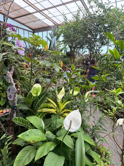 This image depicts the interior of a humid greenhouse, likely part of a botanical garden, located in Icod De Los Vinos, Spain. The environment is filled with lush, diverse plant life, including large-leafed plants, orchids with purple blooms, and several white Peace Lilies in the foreground. The structure's ceiling is made of transparent panels supported by metal beams, allowing natural light to filter in. Two young females are visible in the background. One, wearing a dark dress, is standing and looking into the foliage. Another, wearing a light blue top, is partially visible to the left, standing on a wooden pathway. A small sign with imagery of a butterfly and text is affixed to a branch on the left. The overall scene conveys a vibrant and verdant atmosphere.