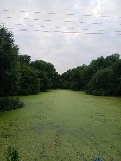 An overhead, eye-level shot captures a wide, still body of water, heavily blanketed in vibrant green algae. The water's surface is almost entirely obscured by the thick, textured layer of vegetation, creating a uniform, verdant expanse. Along the perimeter of the water, dense foliage of trees with dark green leaves forms a lush border, with branches reaching out towards the water in some areas. The sky above is overcast and appears cloudy, with a soft, diffused light illuminating the scene. Four thin, dark lines, suggestive of power lines, stretch horizontally across the upper portion of the frame. In the foreground, a few dry, twig-like plant stems emerge from the algae-covered water, adding a contrasting texture to the scene. In the lower right corner of the frame, a portion of a blue, lattice-like object is visible, partially submerged in the water. The overall impression is a natural, somewhat overgrown, and tranquil aquatic environment.