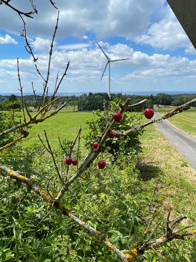 The image captures a scenic view in Schwarzenborn, Germany, on a bright, cloudy day. In the foreground, a bare tree branch, partially covered in yellow lichen, extends from the bottom left corner, with a few branches extending upwards and to the right. Hanging from these branches are several ripe, red cherries. In the mid-ground, a field of green grass stretches towards a wooded area. A paved road runs along the right side of the field. In the background, a prominent wind turbine stands tall against a blue sky dotted with white clouds. The horizon is lined with rolling hills and more distant trees, suggesting a rural landscape.