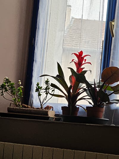 In Aumetz, France, the image shows a window sill holding several potted plants. From left to right, there is a rectangular planter with small green plants, then two individual pots containing larger plants. One plant has a prominent red bloom. A further plant to the right has distinctive coppery foliage. The window behind is partially obscured by sheer white curtains with blue trim. Outside, a building with a tiled roof is visible through the window. The window has a gold-colored latch. The sill is above a dark, ridged radiator. The lighting suggests the photo was taken during the day with the sun behind the subject.