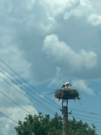 In General Kiselovo, Bulgaria, a stork nest sits atop a utility pole, adorned with a mature stork and its chick. The nest, constructed from twigs and grass, is a rustic structure against a backdrop of a partially cloudy sky. Power lines stretch diagonally across the frame, adding a touch of urban infrastructure to the natural scene. Below the nest, lush green trees create a verdant canopy, suggesting a vibrant ecosystem. The stork, with its distinctive white plumage and black wings, is a majestic sight, its gaze fixed on its offspring. The chick, small and fluffy, nestles close to its parent, a picture of vulnerability and dependence. The overall scene evokes a sense of peace and tranquility, a snapshot of nature thriving amidst human presence.