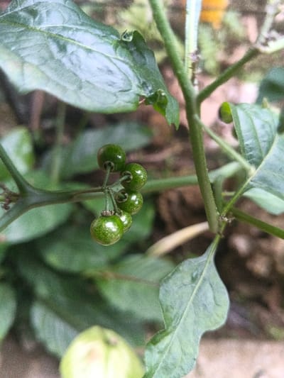 A close-up photograph depicts a plant in Kon Tum, Vietnam, featuring a cluster of five small, round, unripe green berries. Each berry measures approximately 0.5-1 cm in diameter, exhibiting a speckled surface with lighter green or white dots, and is attached to a thin, dark green stem. Multiple ovate green leaves with visible venation and slightly irregular edges are present, some in sharp focus in the foreground, others blurred in the background. Thicker green stems extend vertically and horizontally throughout the frame. The background consists of heavily blurred green foliage and indistinct brown/tan elements. Lighting is natural and even, with no discernible shadows. No human or animal subjects are present.