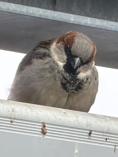 A male house sparrow, characterized by its reddish-brown crown and black bib, is perched stationary on a horizontal, light grey or off-white structure, likely a metallic or PVC element of a building, in Foetz, Luxembourg. The bird's feathers appear somewhat ruffled, and its head is slightly lowered with its beak pointing downwards, obscuring its eyes. The perch exhibits minor surface debris, including small brown fragments. Above the bird, a dark grey overhead structure is visible, with a lighter grey horizontal bar. To the left and right, the background is bright white, suggesting an open sky or strong light source. Below the primary perch, a panel with multiple thin, parallel horizontal lines is visible.