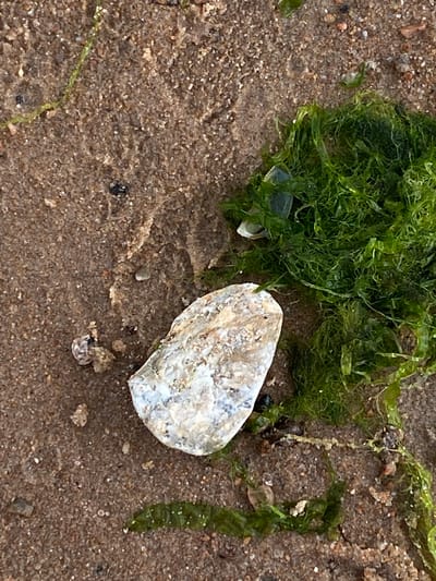 This media file shows a close-up, eye-level view of a sandy beach with scattered seaweed and a broken seashell. The sand is a mix of light and dark grains, with small pebbles interspersed. A clump of bright green, stringy seaweed is prominent in the upper left of the frame. A large, fragmented piece of a white and grey seashell rests in the center-right of the image. Other smaller pieces of seaweed and debris are scattered across the sand. The lighting suggests it is daytime, likely overcast, as there are no strong shadows. The overall impression is of a natural, slightly weathered beach environment. No people, text, or specific activities are depicted. The location context is Baltiiskoe, Russia.