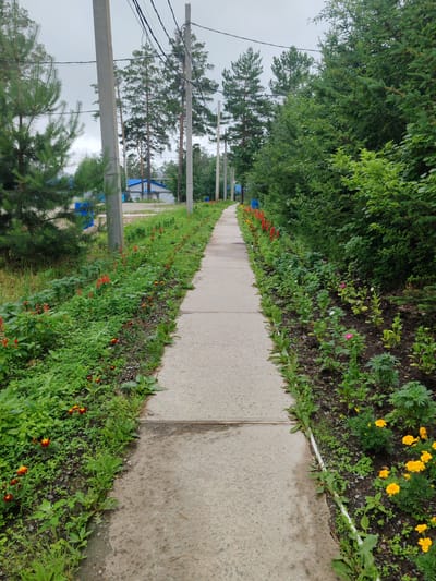 A concrete pathway leads through a grassy area lined with trees and flowers. The pathway is bordered on the left by dense green foliage and red and orange flowers, and on the right by a mix of greenery and yellow flowers. In the background, there are tall pine trees and power lines supported by concrete poles. A few blue barrels are visible on the left side of the path. The sky is overcast. The scene appears to be in a residential area of Pioner, Russia, with a building visible in the distance.