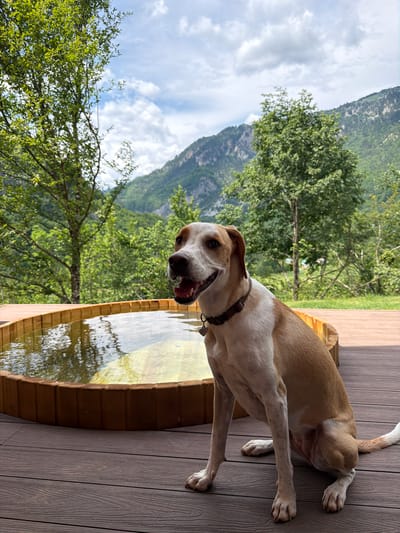 A dog with tan and white fur sits on a wooden deck beside a circular wooden hot tub filled with water. The dog is facing the right of the frame, with its mouth slightly open and water droplets visible around its muzzle. In the background, lush green trees and steep, mountainous terrain are visible under a cloudy sky. The scene appears to be in a natural, outdoor setting, likely in the city of Bistrica, Montenegro, given the mountainous landscape.