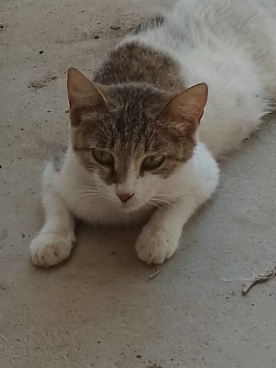 A medium shot, eye-level, slightly blurred photograph shows a cat lying on a textured, light-colored concrete surface. The cat is primarily white with patches of light brown and grey on its head and back. Its front paws are extended forward, and its body is resting on the ground. The cat's face is turned towards the camera, with green eyes clearly visible. A light pink nose and whiskers are also apparent. The concrete surface appears to be outdoors, possibly in an urban or semi-urban setting, as suggested by the texture and scattered debris, which might include small pebbles or dirt. The image is taken in Muborak, Uzbekistan, as indicated by the contextual information. No people or other animals are visible in the frame. The lighting is somewhat diffused, creating soft shadows.