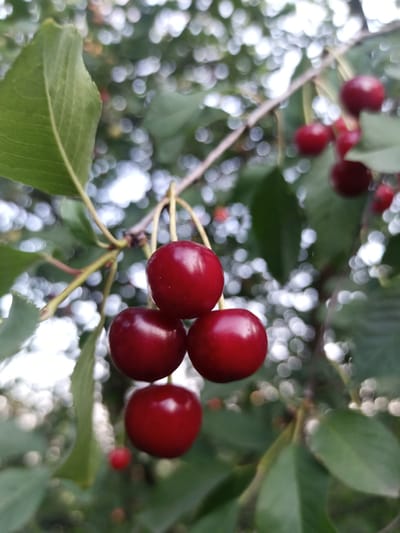 A close-up, shallow depth of field shot features a cluster of ripe, deep red cherries hanging from a branch. The cherries are plump and glossy, with some showing subtle reflections of light. They are attached to thin, light-colored stems, which in turn connect to a thicker, brown branch. The background is a blur of green leaves and soft, bokeh-like circles of light, suggesting an outdoor, natural setting, possibly in the city of Yampil, Ukraine. The focus is sharp on the cherries in the foreground, while the rest of the scene is softly diffused.