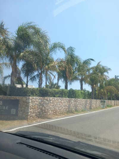 The image depicts a roadside view in Zipari, Greece, with a line of palm trees bordering a stone wall and a road. The sky is clear and blue. The stone wall is constructed from rough-hewn, light-colored stones. Behind the wall, lush green foliage and several palm trees with their fronds swaying are visible. One palm tree on the far left is closer to the viewer and has a dark, rectangular sign with a logo and text that appears to say "TRIBE". To the right of the stone wall, there is a white A-frame sign displaying information. The road in the foreground is asphalt with a white line marking its edge. The bottom of the image shows the dashboard and windshield of a vehicle, indicating the photo was taken from inside a car. The overall impression is one of a tropical or Mediterranean setting.