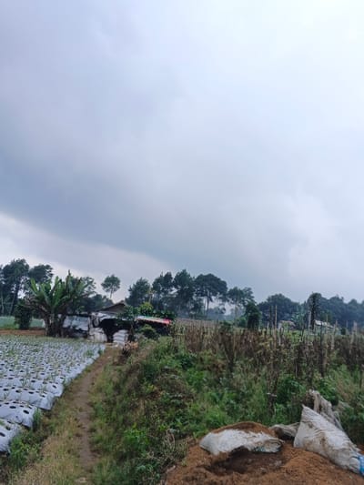 A cloudy sky hangs over a rural landscape. In the foreground, a dirt path separates a field covered in white plastic mulch from overgrown vegetation. A small shack or shed stands next to the field, with bags stacked around it. Beyond, various trees dot the horizon, and hills rise in the distance. More bags and dirt are piled in the extreme foreground. The overcast conditions lend a muted tone to the scene.