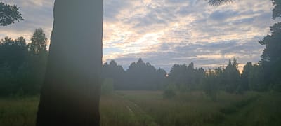 An outdoor, low-angle, eye-level, wide shot captures a rural scene at dusk. The foreground is dominated by a large, dark tree trunk on the left, obscuring much of the view. Beyond the tree, a dirt path winds through a field of tall, dry grass. A dense forest of green trees forms the middle ground, with some interspersed lighter green foliage. The sky above is filled with a dense layer of clouds, painted with hues of gray, white, and pale orange from the setting sun. Hints of blue sky peek through the clouds. The scene appears to be set in a natural, undeveloped area.
