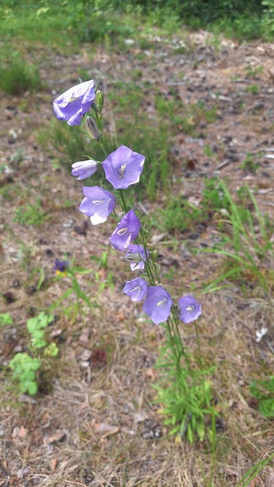 The image shows a close-up view of a cluster of purple bell-shaped flowers on a thin green stem. The flowers are arranged along the stem, with some in full bloom and others still in bud. The background is a natural setting with dry leaves, pine needles, and sparse green grass, suggesting a woodland or forest floor. There are no people or animals visible in the image. The overall lighting suggests it is daytime, likely with sunlight filtering through trees. The image appears to be taken outdoors in a natural environment.