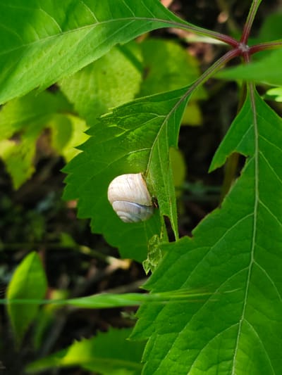 A snail rests on a green leaf, within a dense arrangement of similar foliage. A small section of a red plant stem is partially visible. The location of the image is indiscernible.