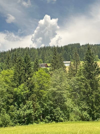 This image depicts a lush, verdant landscape in Rußbach am Paß Gschütt, Austria. The foreground features a bright green field, possibly a meadow, with scattered small yellow wildflowers. Behind the field, a dense forest of coniferous trees dominates the midground and background, creating a thick wall of green. Interspersed within the forest, on a gentle slope, are two buildings. The building on the left is a traditional wooden barn with a dark roof. To its right, a lighter-colored building, likely a house or guesthouse, is visible, characterized by multiple windows and a pitched roof. Higher up on the hillside, more coniferous trees continue to cover the terrain, leading to the upper edge of the image. The sky above is a mix of blue with dramatic, billowing white clouds, suggesting a partly cloudy day. No people or animals are visible in the frame.