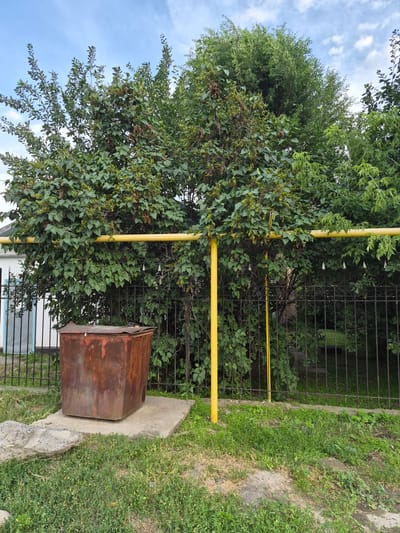 The image depicts an outdoor scene with lush green foliage dominating the frame. A large tree with dense green leaves and some brown seed pods is prominently featured, its branches reaching towards a bright blue sky dotted with white clouds. A yellow gas pipe runs vertically and horizontally through the scene, partially obscured by the tree's leaves. To the right of the tree, a rusted metal box with a slanted lid sits on a concrete slab. Behind the tree and the gas pipe, a black wrought-iron fence encloses an area with more greenery. The ground is covered with grass and some patches of concrete. A white building with blue trim is visible at the bottom of the image, partially behind the fence. The lighting suggests it is daytime, possibly a sunny day. The scene appears to be in a residential or garden area. There is no visible text in the image. The overall impression is one of a somewhat overgrown and rustic outdoor space.