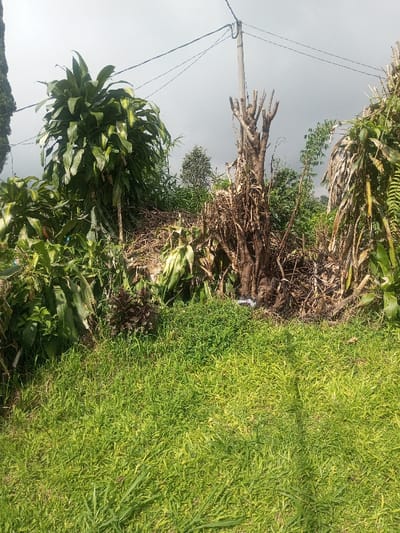 The image depicts an outdoor, unkempt vegetated area in Đăk Pxi, Vietnam, under an overcast sky. The foreground consists of unevenly cut green grass, well-lit by sunlight. In the midground, a diverse array of tropical and unmanaged plant life is visible. On the left, a tall plant with broad, green, strap-like leaves stands prominently. Centrally, a large, bare tree stump with multiple severed branches is visible, surrounded at its base by a considerable accumulation of dry organic debris, including cut branches and plant matter. A small, white piece of refuse rests on the ground amidst this debris. To the right of the stump, another large plant with elongated, partially dried leaves is present. A utility pole supporting multiple overhead power lines is positioned in the upper midground. No individuals are depicted in the scene.