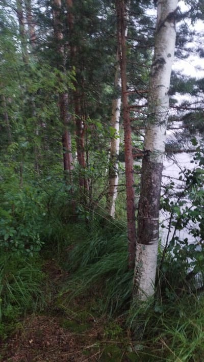 The image depicts a dense forest bordering a body of water, likely a lake or river, suggesting a natural, undeveloped environment. The vegetation is lush and green, with tall trees dominating the scene. Among the trees are several birch trees with their distinctive white bark and dark markings. The ground is covered with grass, moss, and fallen leaves, indicating a forest floor. The lighting suggests it is either early morning or late evening, with the sky appearing overcast and the light diffused. The image does not contain any people, man-made structures, or any specific indicators of the city of Tarasovskoe, Russia. However, given the natural setting, it is plausible that such a scene could exist in or near a rural area like Tarasovskoe, which is known for its natural landscapes.