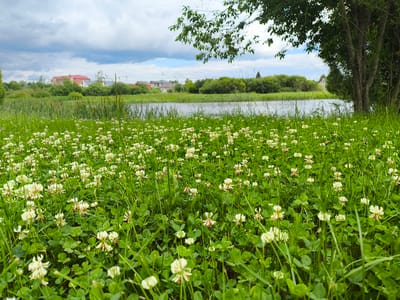 The image depicts a low-angle view of a meadow filled with white clover flowers and green grass. In the background, a body of water is visible, bordered by reeds and dense green trees. Across the water, houses with red and brown roofs are nestled amongst the trees, suggesting a semi-rural or suburban setting. The sky is overcast with grey and white clouds. A large tree trunk with dark bark is prominent on the right side of the frame, its branches reaching into the upper portion of the image. The scene appears to be located in a natural area with some residential development.