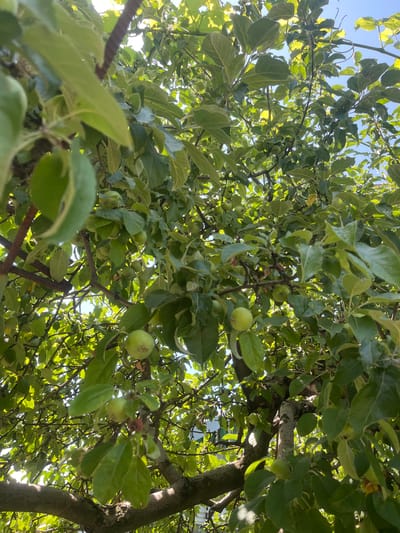 This is a close-up, low-angle shot of an apple tree laden with small, green apples. The sun is shining through the leaves, creating a dappled effect. The tree's branches are visible, some thick and gnarled, others thin and supporting clusters of fruit. The background shows a bright blue sky. The image was taken outdoors in Chernove, Ukraine.