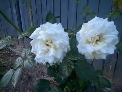 In Horodca, Moldova, in a garden setting, two white roses are in bloom against a weathered blue wooden fence. The roses, with their many layered petals, are a focal point of the image, with the one on the left slightly more in focus than the one on the right. The surrounding foliage is a deep green, and the ground beneath is dark soil. The overall lighting suggests it may be dusk or early morning.