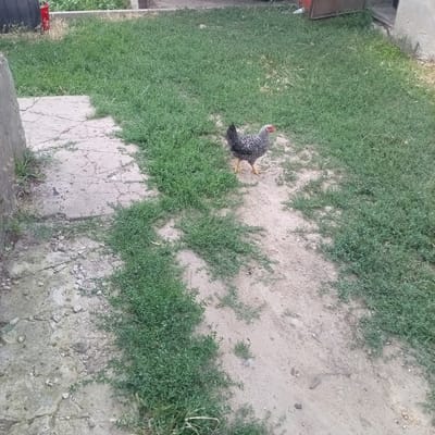 In the village of Slobidka, Ukraine, a speckled hen is seen standing on a patch of dirt and short green grass. To the left, a cracked concrete slab emerges from the ground, bordering a larger area of dense, low-lying green vegetation. In the background, a red bucket is visible next to some overgrown plants. The scene appears to be an outdoor area, possibly a yard or a farm.