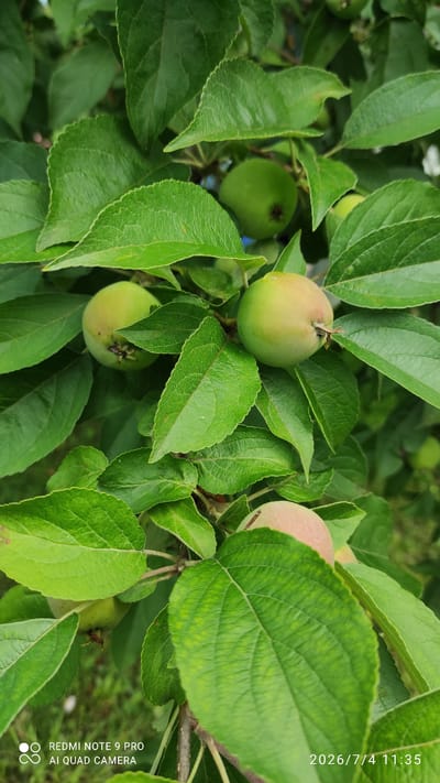 The image shows a close-up view of several unripe apples on a tree, surrounded by lush green leaves. The apples are small and round, with a pale green to pinkish hue. The leaves are broad and veined, with serrated edges. The lighting suggests it is daytime, and the overall impression is one of a natural, outdoor setting, likely an orchard or garden. The lower right corner of the image contains a timestamp that reads "2026/7/4 11:35", and the lower left corner has text indicating "REDMI NOTE 9 PRO AI QUAD CAMERA". There are no people or animals visible in the frame. The location is identified as Ülgase, Estonia.