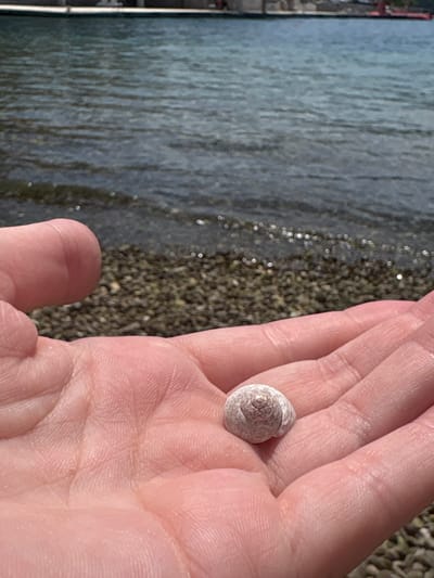 A person holds a small, white seashell in their palm. The background shows a blurred scene of water and a rocky shoreline. The location is Neum, Bosnia and Herzegovina.