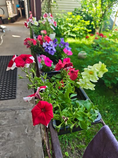 This is a medium-shot, outdoor, eye-level, vertical, full color photograph of a flower planter filled with blooming petunias. The planter is dark gray plastic and is positioned on a railing, with the railing itself being brown and rusty. The flowers are a mix of red and white, deep pink, and a light yellow-green. The red and white petunias are the most prominent, with large trumpet-shaped blooms. The planter is surrounded by lush green grass and foliage, with hints of a building and a wooden structure in the background. The ground in the foreground is concrete. The scene appears to be a residential setting, possibly a porch or balcony, in Кожласола, Russia. There are no people visible in the image. The lighting suggests it is daytime.