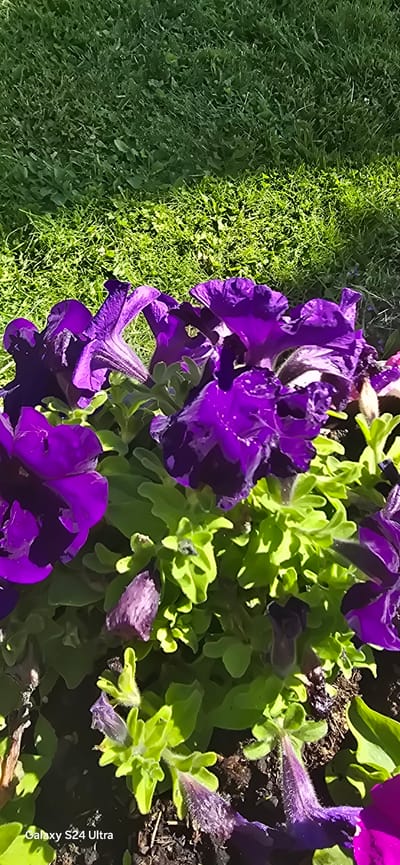 This image depicts a close-up view of vibrant purple petunias in bloom, set against a backdrop of lush green grass. The flowers are the primary focus, with their velvety petals and deep coloration, some appearing to have water droplets on them, suggesting recent watering or dew. The foliage of the petunias is a bright, healthy green, forming a dense cluster around the blooms. The grass in the background is varied in texture and shade of green, with some areas appearing manicured while others are slightly more wild. Sunlight filters through, creating highlights and shadows on both the flowers and the grass, giving the scene a natural and lively feel. The overall impression is one of a well-tended garden or park area. The watermark "Galaxy S24 Ultra" is visible in the bottom left corner, indicating the device used for capture. The location in Hyvinkää, Finland, suggests a temperate climate, likely during the warmer months when petunias would be in season.