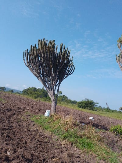 A tall cactus-like tree dominates a sloping field of freshly plowed, dark brown soil. Patches of green grass and dry brush surround the tree's base. A white bag rests near the tree, while scattered white debris is visible in the field. Distant green hills and trees line the horizon under a clear blue sky with wispy clouds. Another similar tree is partially visible on the right edge.