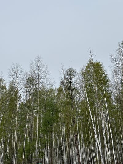 The image shows a dense forest of birch trees in Sayansk, Russia. The trees are tall and slender with white bark and green foliage at the tops. Some trees are bare, revealing intricate branch patterns against the gray sky. The perspective is tilted upwards, emphasizing the height of the trees and their density. The overall impression is of a cool, overcast day in a birch forest.