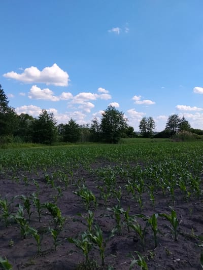 A vertical, full shot captures a young cornfield under a bright blue sky with scattered white clouds. The corn stalks, appearing to be in early growth stages, are planted in dark, tilled soil. The rows of corn extend into the distance, partially obscured by a line of trees forming a natural border at the horizon. The trees are a mix of deciduous and coniferous species, with dense foliage. The overall environment suggests a rural setting in Matyashivka, Ukraine, possibly during the daytime. There are no people or animals visible in the frame.