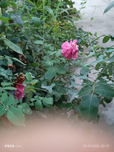 A close-up, eye-level shot showcases a vibrant pink rose in full bloom, its petals unfurling in a lush garden setting. The rose is the primary subject, positioned slightly to the left of the frame, with its delicate pink hues contrasting against the rich green foliage of its stem and leaves. The surrounding greenery is dense, with some leaves showing signs of wear, perhaps from the elements or age. A second, less defined pink rose bud or bloom is partially visible in the background, suggesting a prolific rose bush. The background transitions to a blurred, neutral-toned concrete surface, hinting at a pathway or patio adjacent to the garden.

The lighting suggests it's daytime, possibly late afternoon given the soft quality of the light on the leaves and the slight softness of the overall image. There are no people visible, and the scene is one of natural beauty and tranquility. The visible text at the bottom left corner reads "POCO C65," identifying the device used to capture the image. In the bottom right corner, a timestamp "29.07.2026 20:21" indicates the date and time the photograph was taken. Given the provided location context of Beruniy, Uzbekistan, the scene depicts a garden in this Central Asian city, likely during the warmer months, capturing a moment of natural floral beauty.