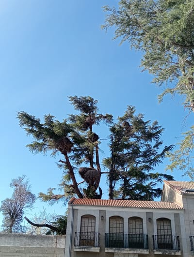 The image depicts a clear, cloudless blue sky dominating the upper two-thirds, above a scene in Piedrahíta, Spain. Multiple tall coniferous trees with dense green foliage are prominent in the central and upper-right portions. Within the upper branches of these trees, several large, bulky avian nests, characteristic of storks, are distinctly visible; at least four significant nests are present in the central cluster of trees. To the far left, a deciduous tree with bare branches is partially seen.
In the lower right quadrant, a multi-story building with a reddish-brown terracotta tiled roof is present. The visible upper facade of this building is a light grey or stone color, featuring at least three arched windows with dark frames. Beneath each window is a small, black wrought-iron balcony. Two wall-mounted lanterns are affixed to the facade between the windows. A concrete block wall, appearing unfinished, is visible in the lower-left foreground, partially obscuring the base of the bare-branched tree. No people or specific actions are discernible.