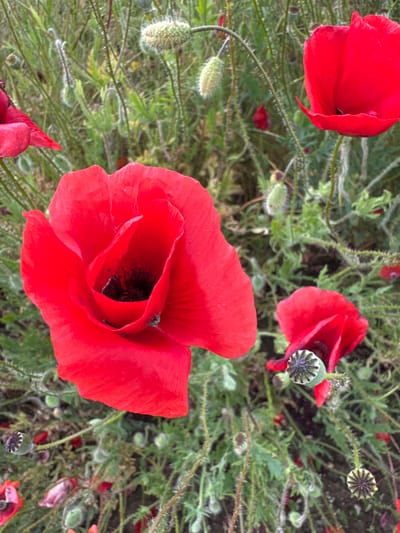 This is a close-up, eye-level shot of a field of red poppies in Molodizhne village council, Ukraine. The foreground is dominated by a large, vibrant red poppy with delicate, crinkled petals. Its dark, textured center is visible, and a tiny, dark insect is perched on one of its petals. To the right and slightly behind this prominent flower, another red poppy is partially visible, its petals unfurling. The background consists of a dense, green field with numerous poppy buds in various stages of development, some fuzzy and light green, others darker and more formed. The stems of the poppies are slender and covered in fine hairs. The lighting suggests it is daytime, possibly overcast or in the shade, as there are no harsh shadows. The overall impression is one of natural beauty and the abundance of blooming poppies.
