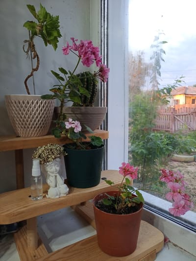 The image depicts a windowsill garden in Pankrushikha, Russia. On a wooden shelf, a beige patterned planter holds a tall, dry plant with green leaves tied to a stake. Next to it, a cactus plant grows in a brown pot, with a pink geranium plant in a dark green pot in front of it. Another, smaller pink geranium plant in a brown pot sits on a lower wooden shelf. To the left of the smaller geranium, a clear spray bottle and a small white statue of a cherub with flowers on its head are visible. Through the window, a rural backyard with a wooden fence and houses can be seen. The sky is overcast.