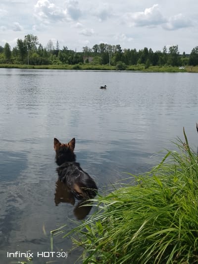 In the city of Kedrovy, Russia, a German Shepherd dog stands partially submerged in a body of water, facing away from the camera and towards a duck swimming in the distance. The dog's fur is dark brown and black, with tan markings on its back and tail. Its ears are perked and alert. The water is calm and reflects the cloudy sky above. Lush green grass grows along the bank of the water on the right side of the image. In the background, a dense line of trees borders the water, with a few buildings and power lines visible amongst them. A white vehicle is parked near the treeline. The overall environment suggests a natural, outdoor setting.