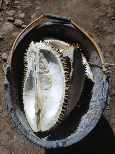 In a top-down view, a durian husk, split in half, rests inside a dark, textured bucket. The husk's interior is creamy white with visible fibrous strands, and its exterior is covered in sharp, triangular spikes that are reddish-brown at the tips. The bucket itself is a dull, dark gray, with a weathered appearance and some light-colored speckles on its rim. A thin, yellow handle arches over the top of the bucket, attached to green plastic holders on either side.
The background consists of dry, earthy ground with scattered stones and small pebbles. The lighting suggests it is daytime, possibly late afternoon, given the shadows. The overall scene appears to be an outdoor setting, likely in a rural or natural environment, perhaps a garden or farmyard. The image is sharp, focusing on the durian husk and bucket, with the background slightly out of focus. There is no visible text in the image. The context provided places this scene in Meunasahuket, Indonesia, a location known for durian cultivation.