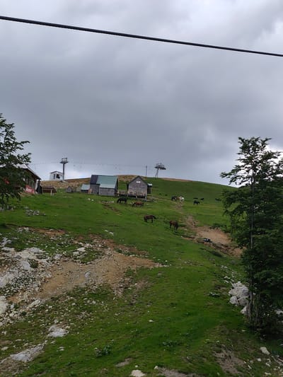 The image displays a mountainous landscape at Katun Bačko brdo, Montenegro, under an overcast, grey sky. A thick, dark, multi-stranded cable spans horizontally across the upper portion of the frame, originating from the top-left and extending towards the top-right.
The terrain consists of a steep, grassy hillside dotted with patches of bare light brown earth and numerous scattered white rocks. A narrow dirt path winds uphill from the lower-right quadrant, passing between various elements on the slope.
Several wooden structures are visible on the hillside. On the left, a building with a red sign, partially legible as "urb_nket", is present. To the right of this, a cluster of smaller, rustic wooden cabins features green-colored roofs; one of these cabins is equipped with a solar panel on its roof. A third wooden building with an elevated wooden deck is partially visible further to the right.
Approximately ten horses are distributed across the grassy areas, engaged in grazing. Most horses are dark-colored (brown or black), while one lighter-colored horse (white or light grey) is discernible further up the central slope. A prominent deciduous tree with dense green foliage stands in the lower-right portion of the image.
Towards the crest of the hill, two metallic ski lift pylons are evident. The pylon on the left is a more complex structure, while the pylon on the right is simpler. A ski lift cable, from which several empty chairlifts are suspended, connects these pylons. No human figures are present in the scene.