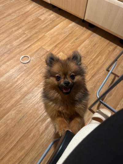 The image displays a fluffy, brown Pomeranian dog looking directly up at the camera. The dog has dark, attentive eyes and its mouth is slightly open, revealing a pink tongue, conveying an expression of curiosity or excitement. Its fur is a mix of brown and lighter tan colors, appearing soft and dense.
The dog is situated indoors on a light-colored wooden floor, which features a diagonal plank pattern. To the far left, a section of a light wooden cabinet or furniture piece is visible. In the upper right quadrant and behind the dog, the silver metal legs of a chair or stool are present, along with a light beige slipper or sandal. A small, white, circular ring object lies on the wooden floor to the lower left of the dog.
The setting is an indoor environment, likely a home, with lighting that suggests a cozy, possibly artificially lit, atmosphere. No specific activity beyond the dog's attentive gaze towards the camera is discernible. There is no visible text in the image. This media file is from Arzberg, Germany.