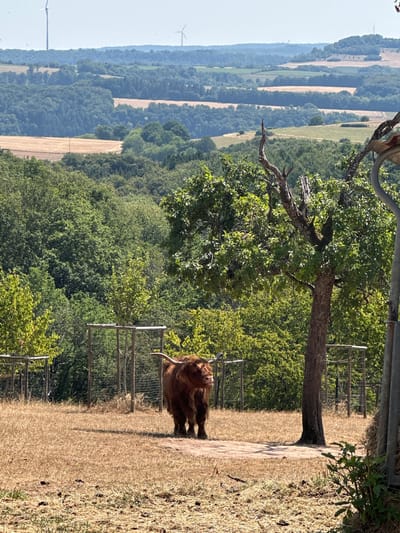 The image is a landscape view of a rural area with rolling hills covered in green trees and fields. In the foreground, a shaggy, brown Highland cow stands on dry, straw-like grass. The cow is facing the left of the frame, with its head turned slightly towards the viewer. Behind the cow, there are a few wire fences and more trees. In the distance, several wind turbines are visible on the horizon. The sky is clear and pale blue. The scene appears to be in the countryside.