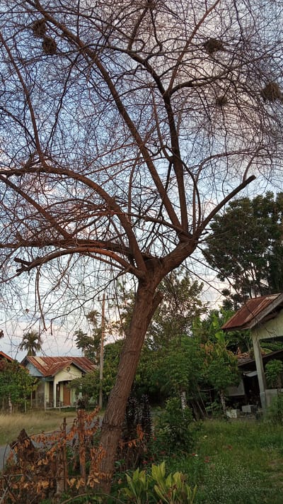 The image depicts a dry, bare tree in the foreground, its branches reaching towards a pale blue sky with wispy clouds. Two bird nests are visible in the upper branches of the tree. Behind the tree, a residential area is visible, with two small houses with rusty, orange-colored roofs. Lush green vegetation surrounds the houses, with some trees and plants in full leaf, contrasting with the barren tree. A dirt road runs in front of the houses, and dry, brown foliage is scattered along the roadside. The overall scene suggests a rural or semi-rural setting in Cotjrat, Indonesia, possibly during a dry season, given the condition of the tree. The lighting suggests it might be late afternoon or early morning. No people are visible in the image, and no text is present. The scene evokes a sense of quiet and stillness.